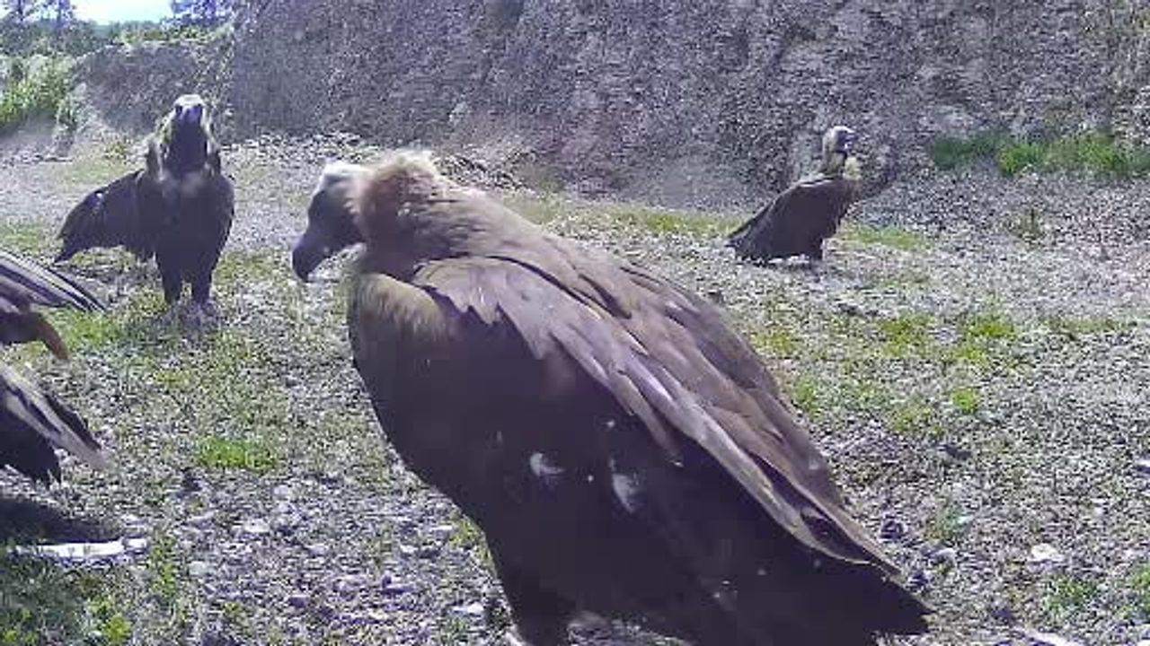 Bolu Kıbrıscık'ta nesli tehlike altındaki kara akbaba doğal ortamında görüntülendi