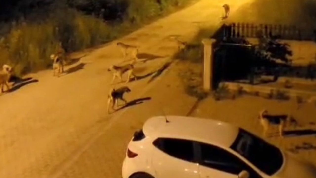 Bolu Kılıçarslan Mahallesi'nde Sürü Halinde Başıboş Köpekler Mahalleliyi Tedirgin Etti