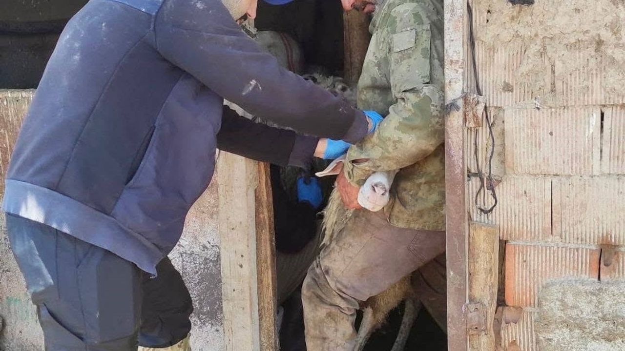 Bolvadin'de küçükbaş hayvanlara yönelik aşılama ve küpeleme çalışması