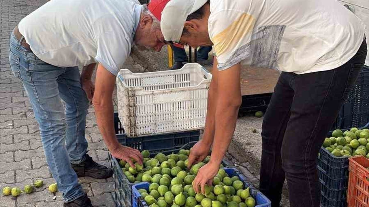 Bozdoğan ileği kalite denetimleriyle üreticilerin tercihi oldu