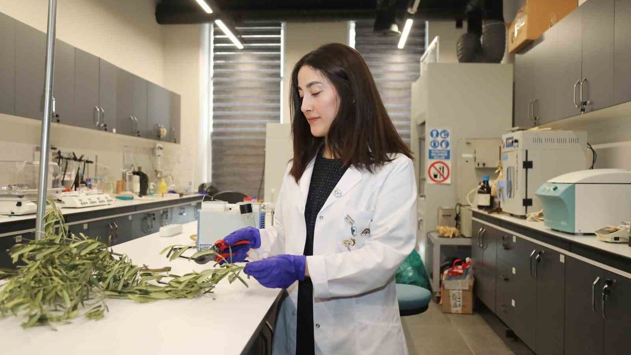 BTÜ, zeytin budama atıklarını 'akıllı hidrojel'e dönüştürüyor