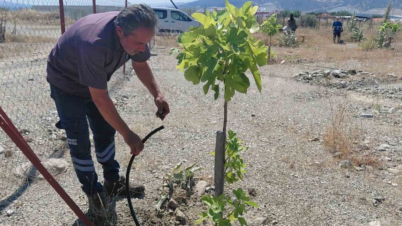 Buharkent'te 1. Etap İlek Bahçesi'nde Bakım ve Temizlik Çalışmaları Sürüyor
