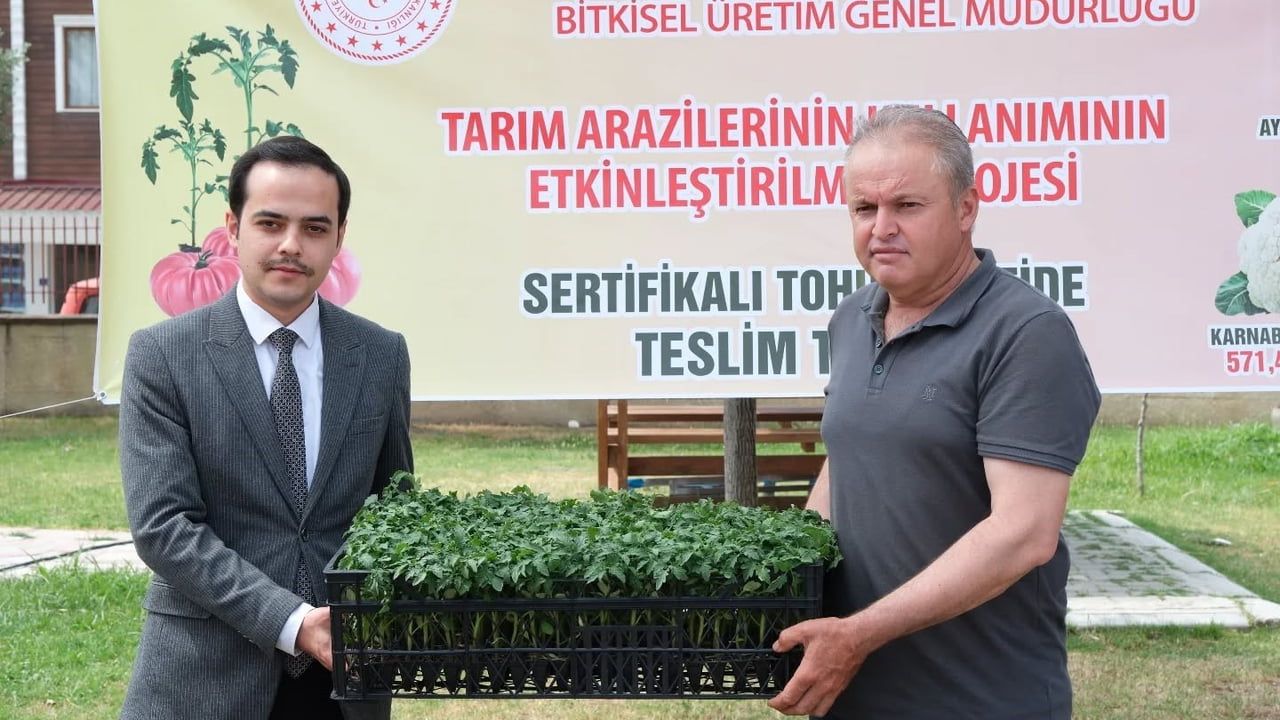 Buharkent'te 38 bin geçici domates fidesi üreticilere dağıtıldı