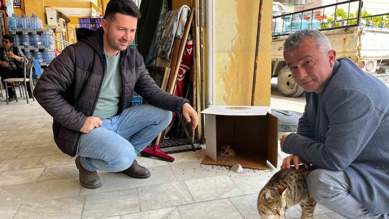 Buldan'da işyerinde doğan kedi ve 3 yavrusu esnafların bakımına alındı