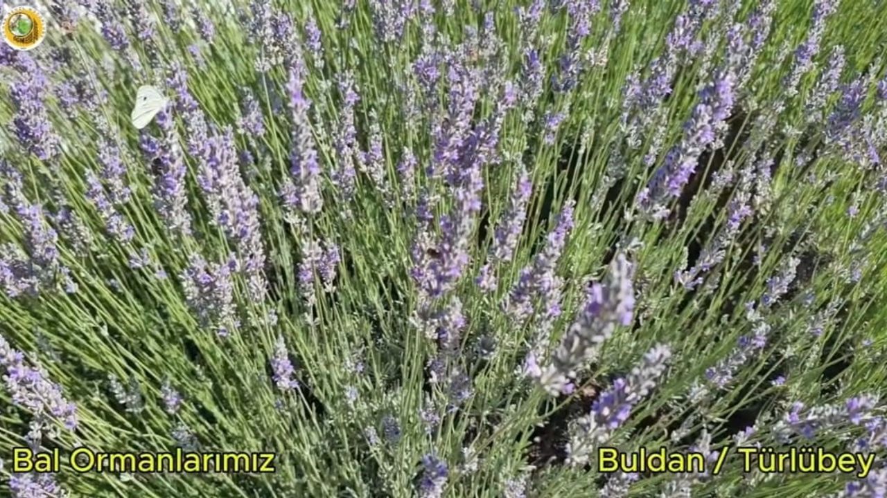 Buldan'da yangının izleri silinen 44 hektarlık alandan bal üretimi hedefleniyor