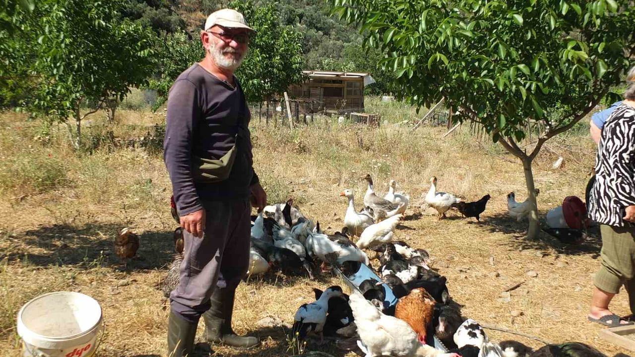 Burhaniye'de emekli muhasebeci Bayram Yaman, 7 dekarlık çiftlikte Osmanlı çileği ve yumurta üretimi yapıyor