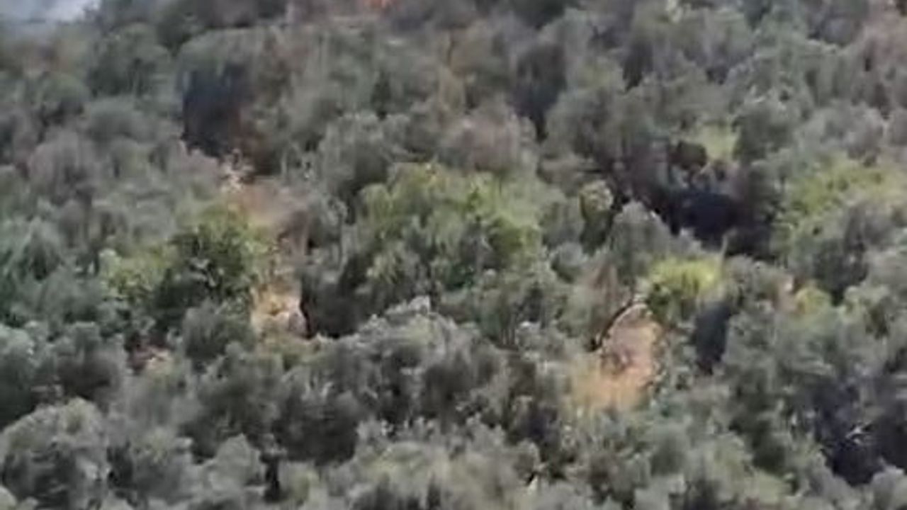 Burhaniye'de Pelitköy zeytinliğinde yangına havadan ve karadan müdahale