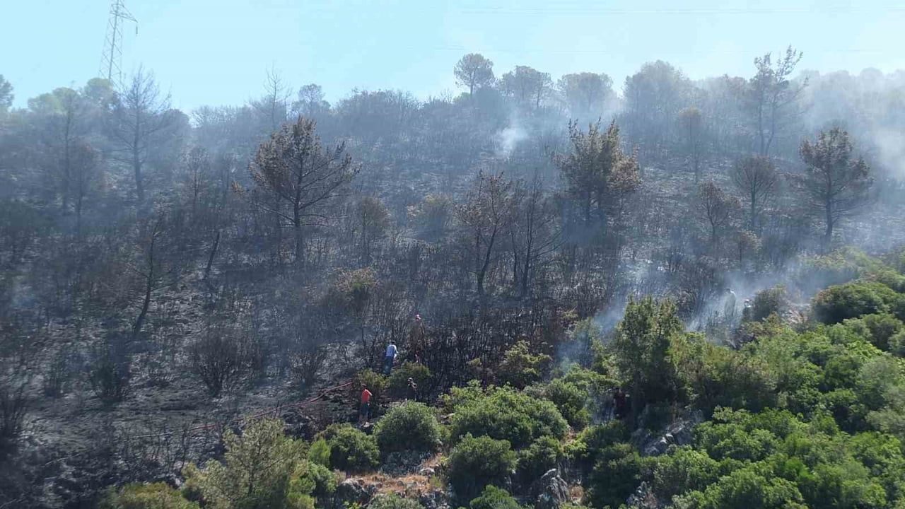 Burhaniye'de Taylıeli Mahallesi'ndeki orman yangını yaklaşık 10 dekar alanda zarar gördü