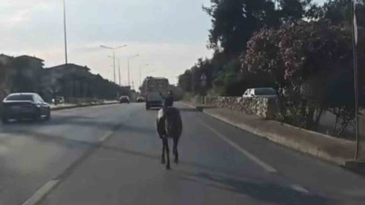 Bursa'da Başıboş At Ana Yolda Trafiği Tehlikeye Attı