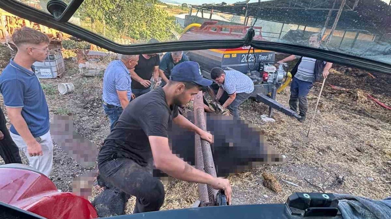 Bursa'da çiftlik yangını: 4 büyükbaş hayvan telef oldu