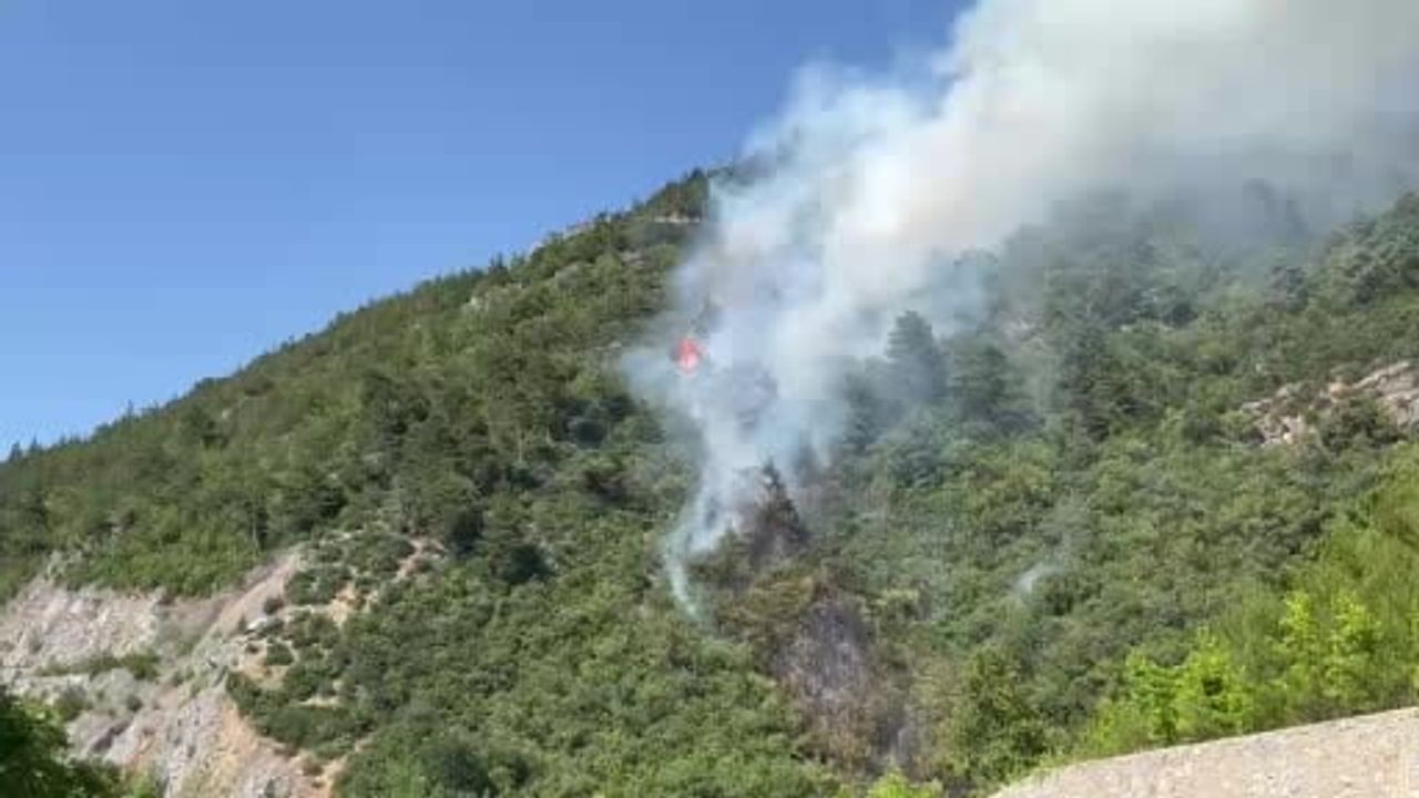 Bursa'da ormanlık alanda yangın