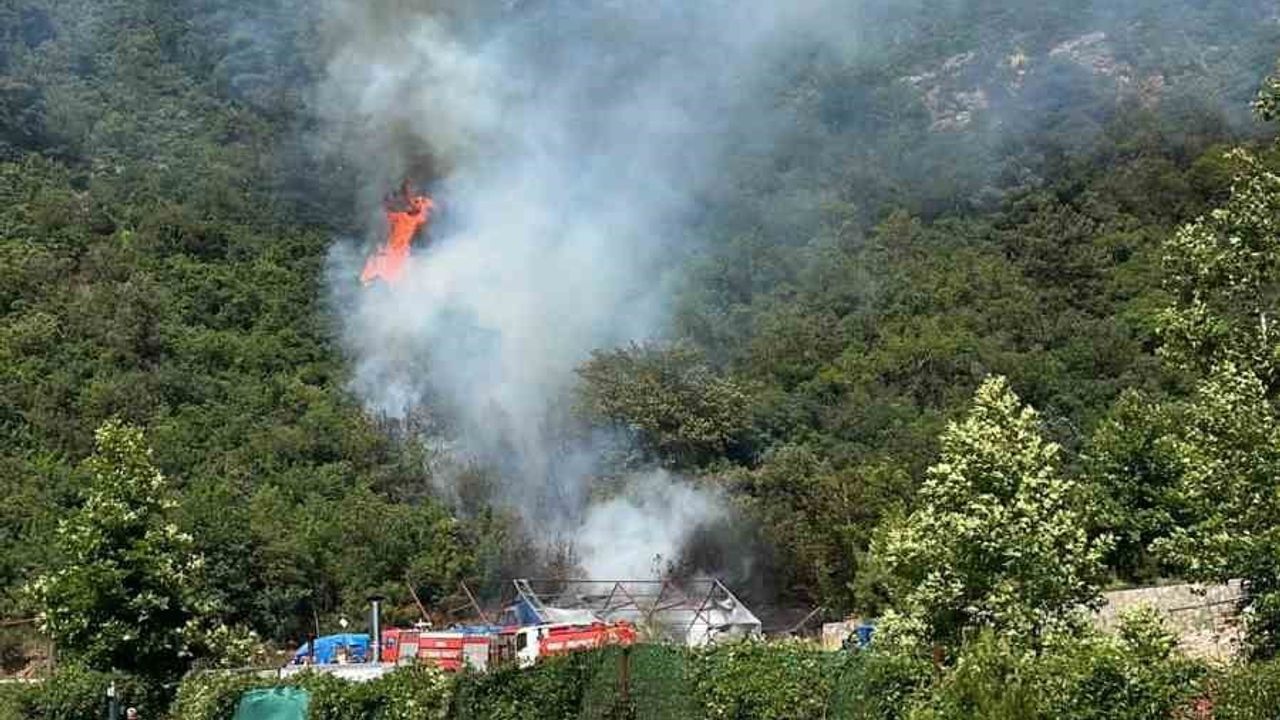 Bursa'da ormanlık alanda yangın: ekipler müdahale ediyor