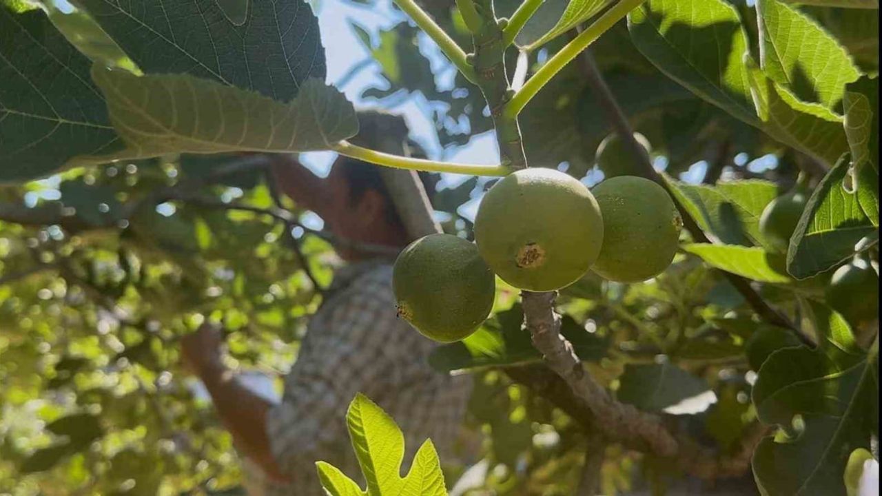 Bursa siyahı incirde üretim sezonu ilekleme ile başladı
