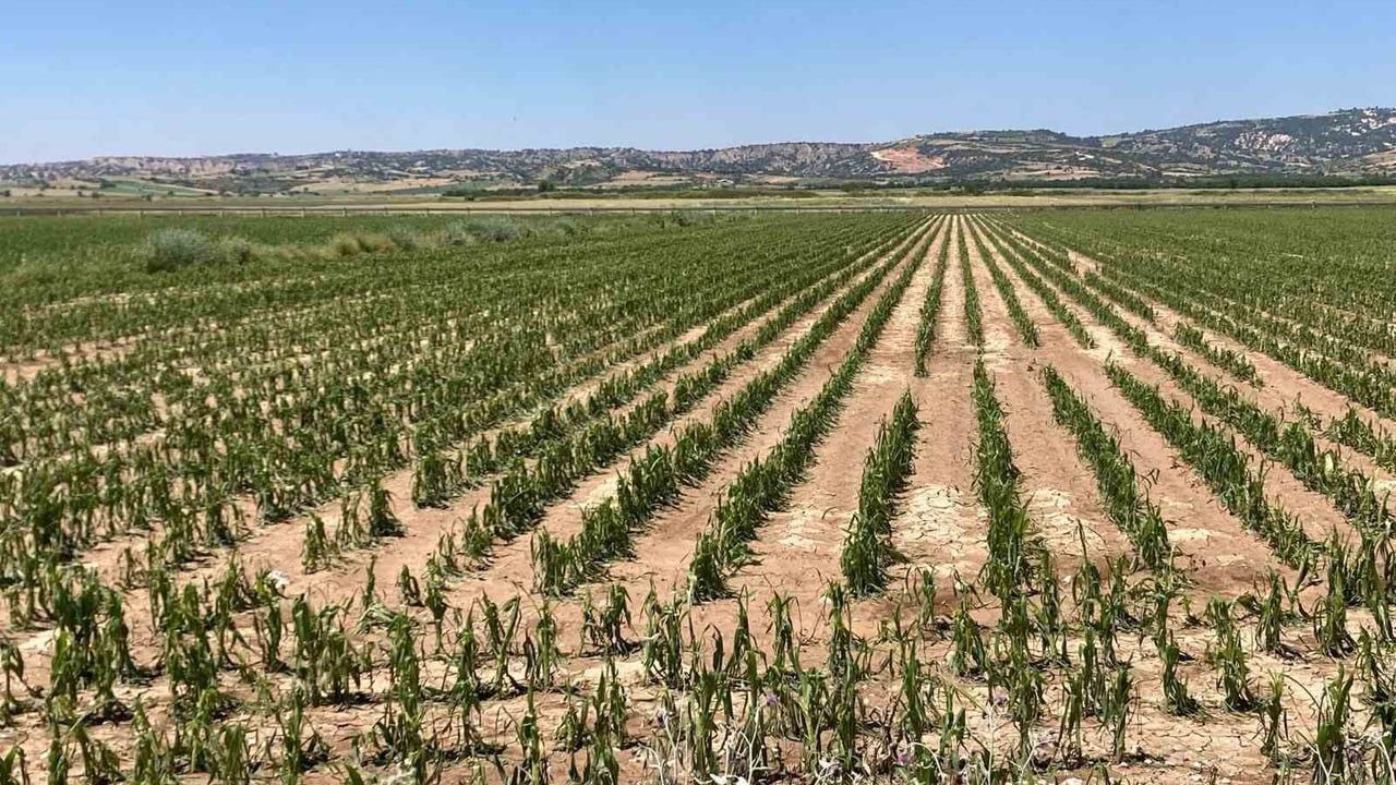 Çal’da dolu yağışı tarım arazilerine zarar verdi