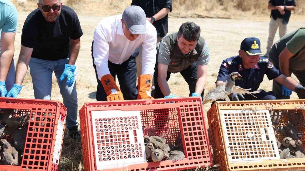 Çanakkale'de 1000 kınalı keklik doğaya salındı