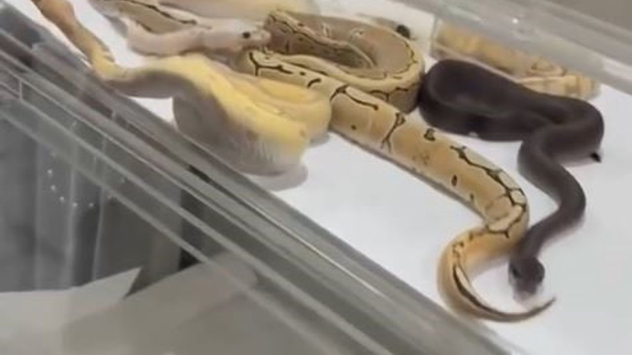 Çatalca'da izinsiz yılan beslenen eve operasyon: 18 piton, 21 Mısır ve 3 king el konuldu