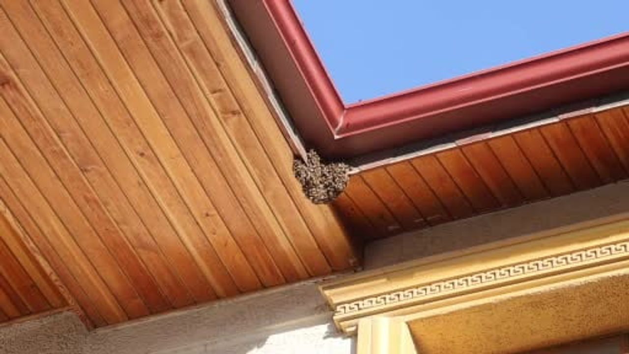 Çatıya 1 santimetrelik delikten giren binlerce arı çatıda oğul oluşturdu