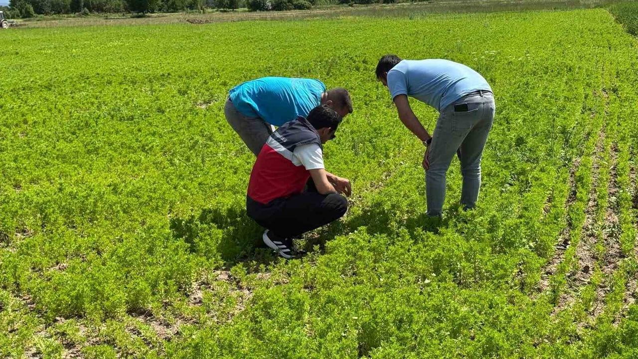 Çavdarhisar'da Alternatif Ürün Projesi kapsamında Tepecik'te çörek otu sahalarında teknik inceleme
