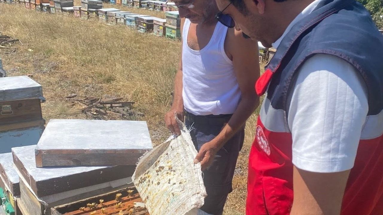 Çavdarhisar'da arılı kovan sayımı gerçekleştirildi