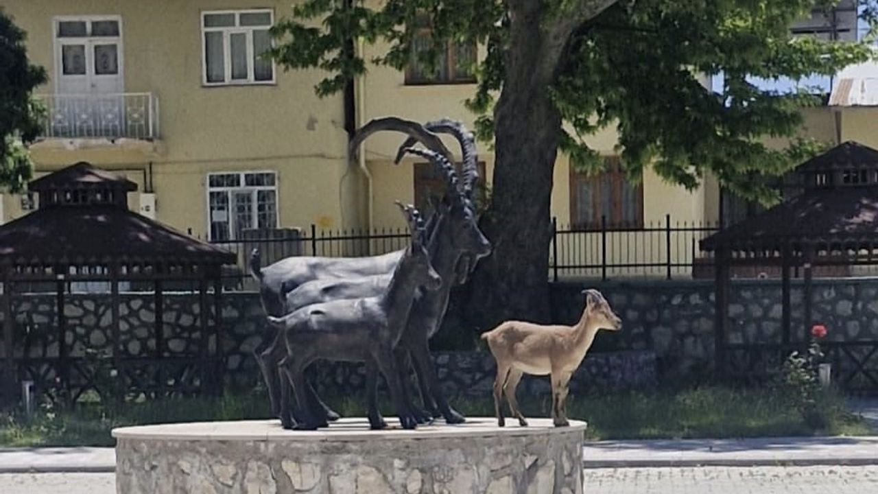 Çemişgezek’te gerçek ve heykel aynı karede: Yaban keçisi Hükümet Konağı önünde durdu