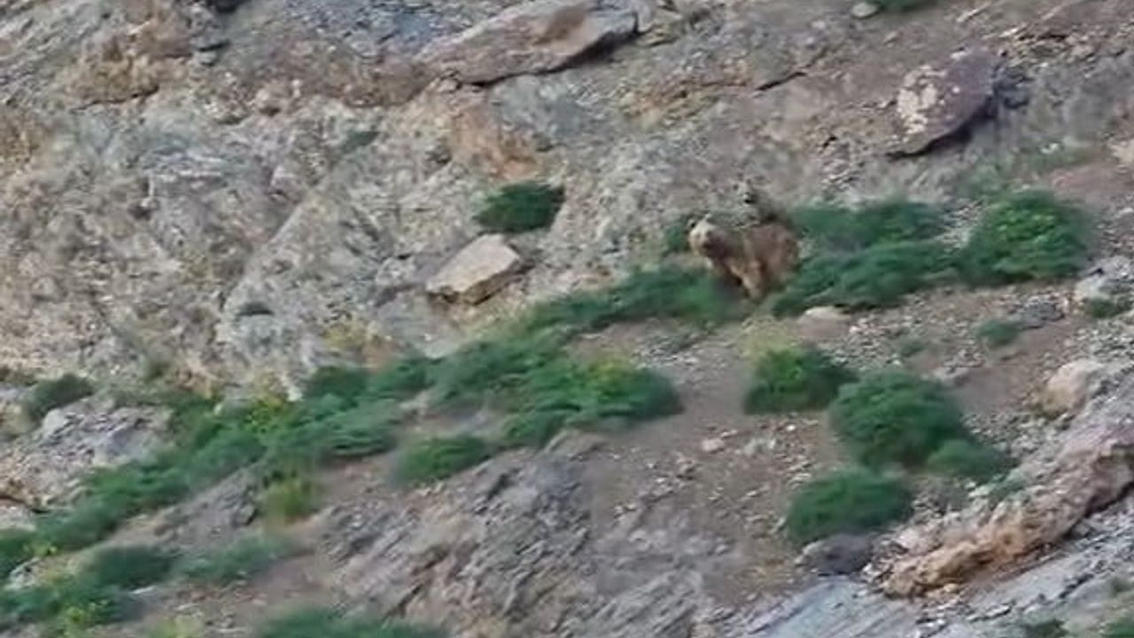 Cennet Cehennem Vadisi'nde ayı ve yavrusu görüntülendi