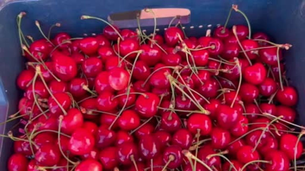 Çeribaşı kirazında hasat başladı