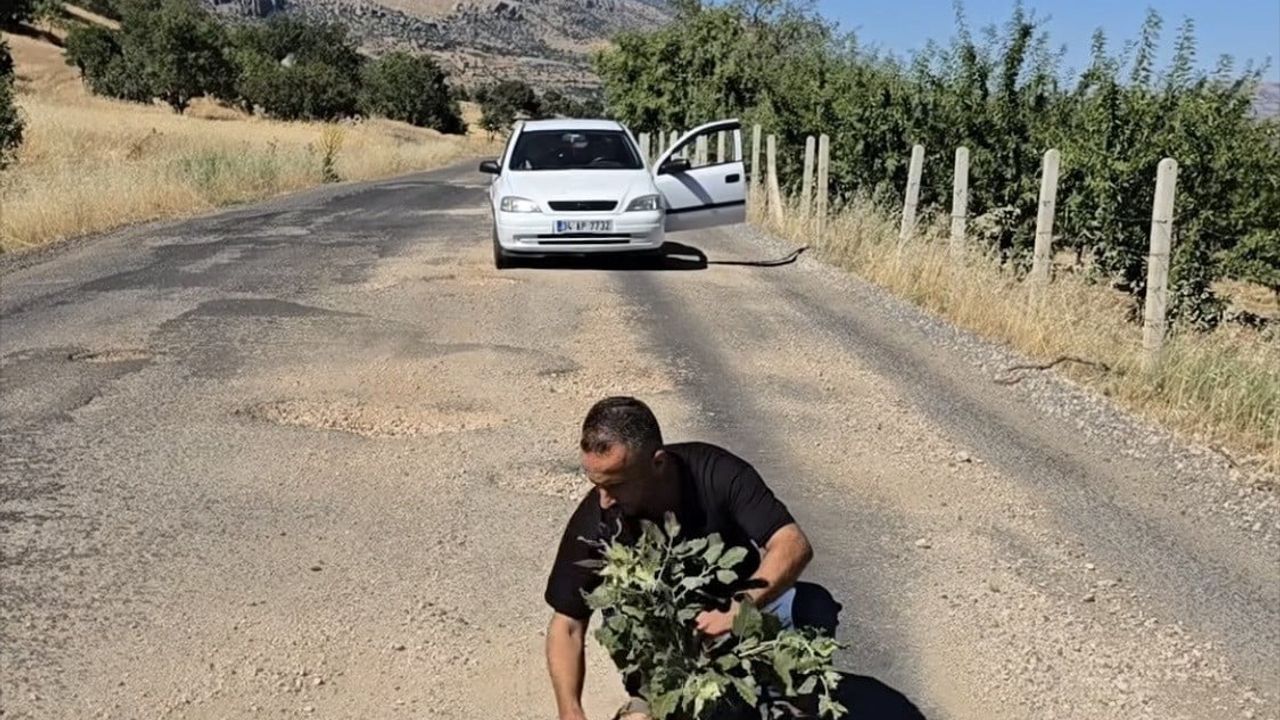 Çermik'te Haseran yolundaki çukurlara ağaç dikerek onarım talep ettiler