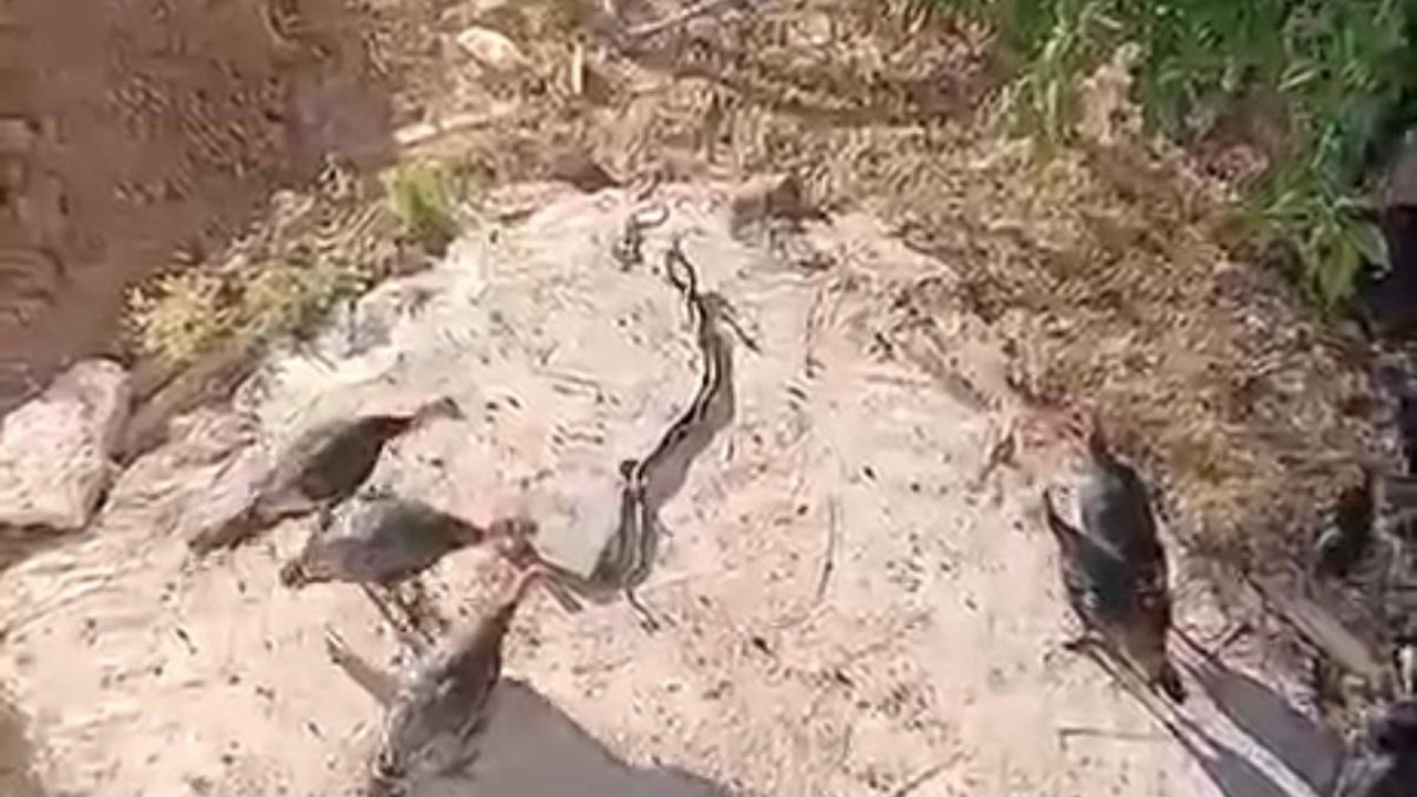 Çınar'da hindilerin aralarına giren yılanları izlediği anlar kayıt altına alındı