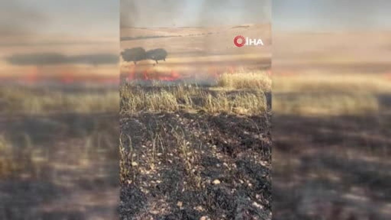 Çınar’da tarlada çıkan yangında 200 dönüm buğday küle döndü
