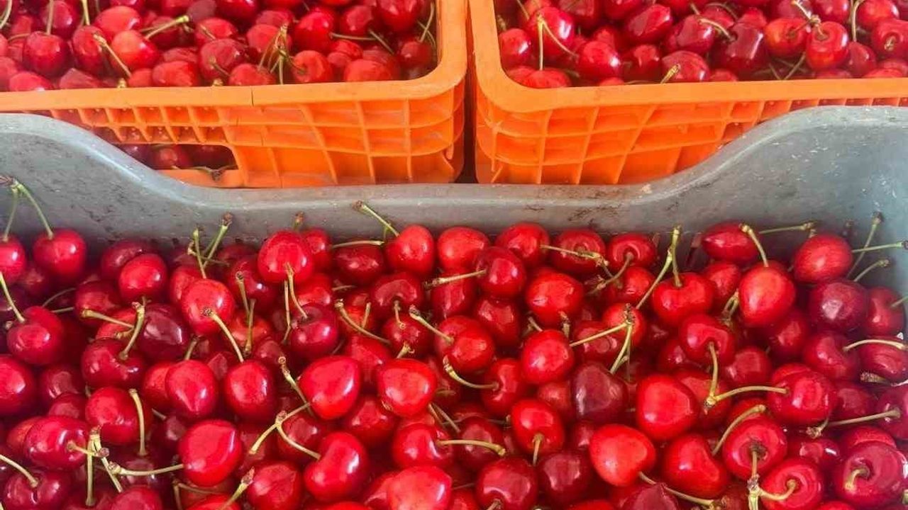 Coğrafi İşaretli Honaz Kirazında Hasat Sezonu Başladı