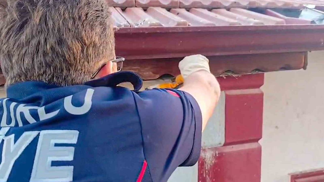Çorum'da çatı kenarına sıkışan kuşu itfaiye kurtardı