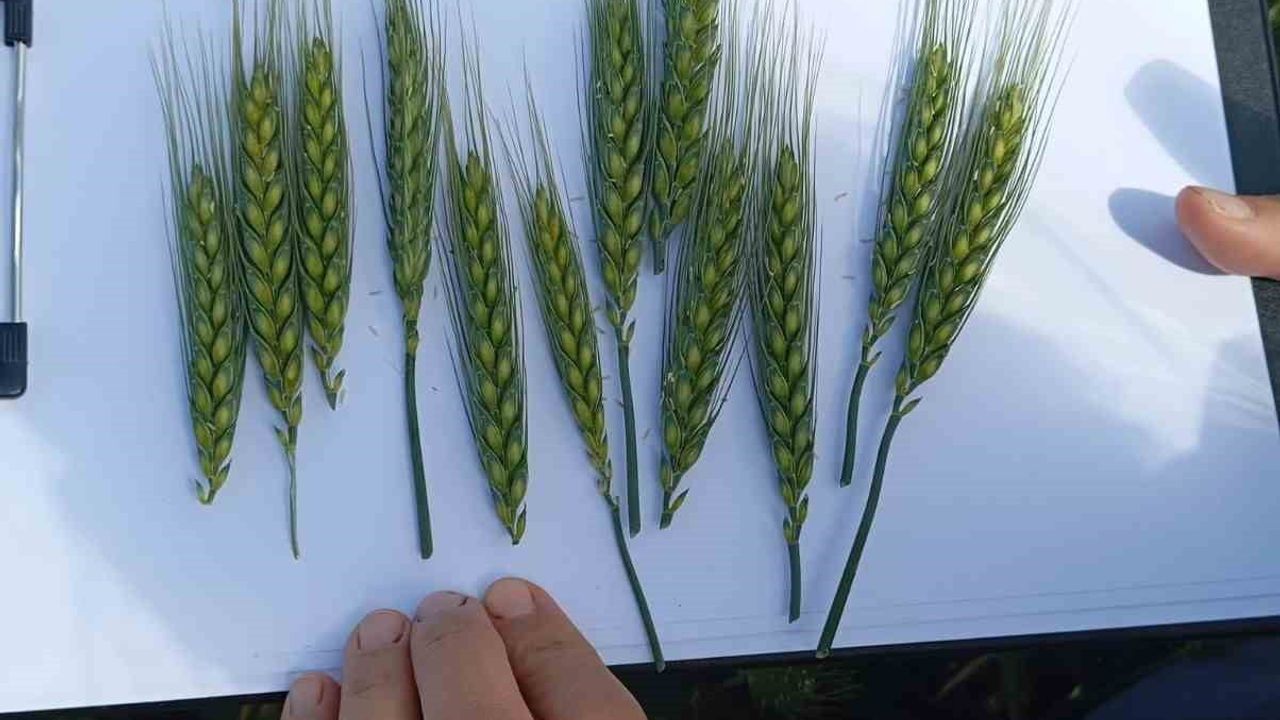 Çorum'da ilk kez ekilen yerli yazlık buğday 'Kirve' başaklanma döneminde umut veriyor