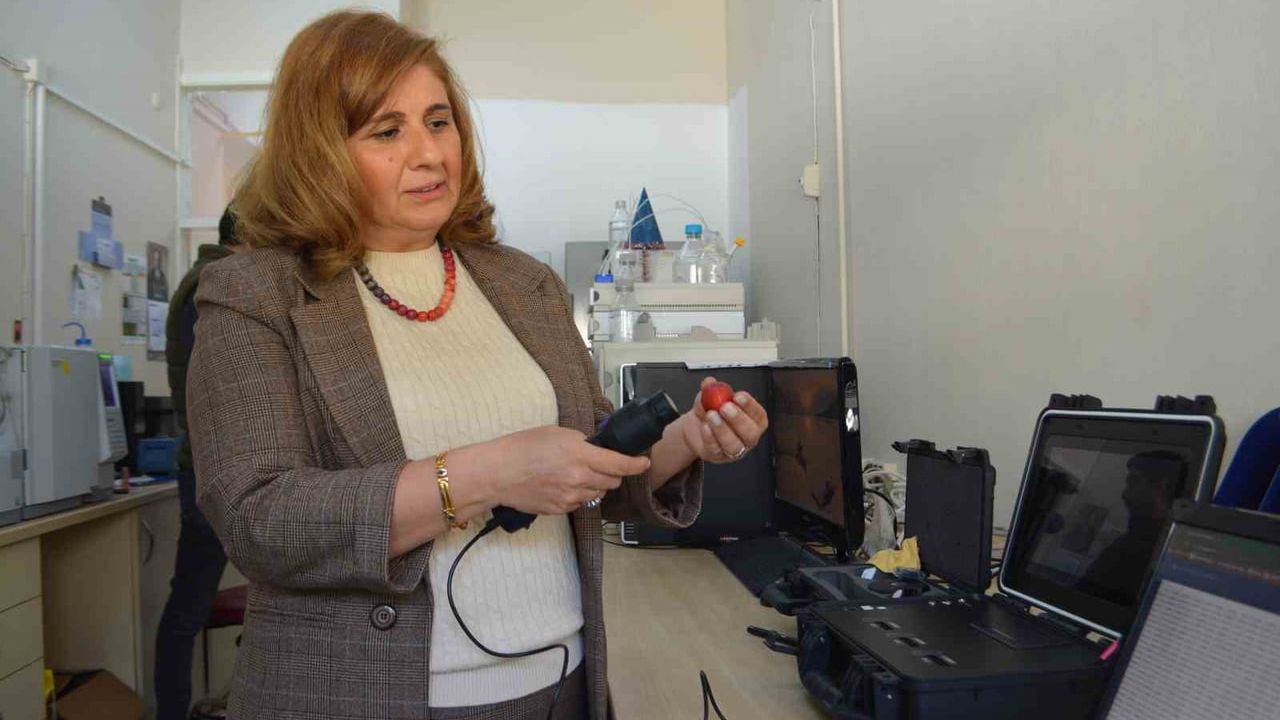 Çukurova Üniversitesi kuraklığa dayanıklı çilek genotipleri geliştirdi