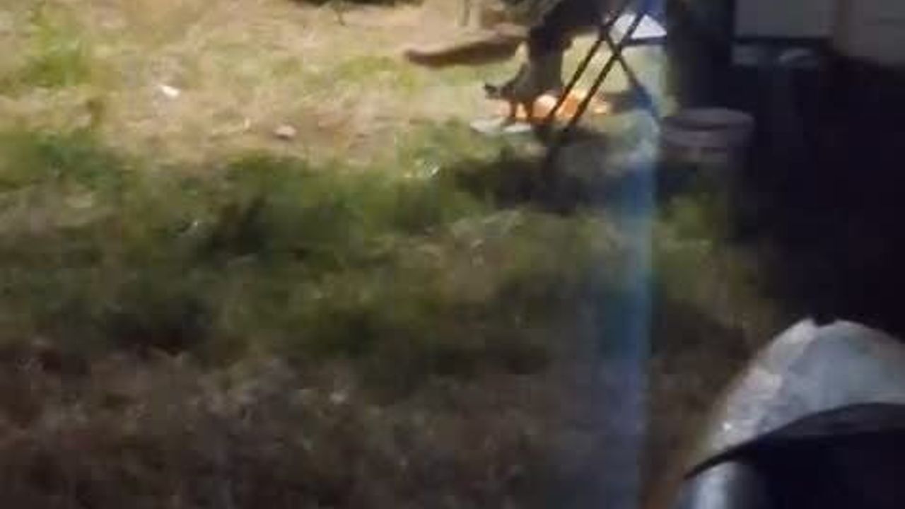 Cunda Adası'nda kamp alanına giren tilki cep kamerasına yakalandı