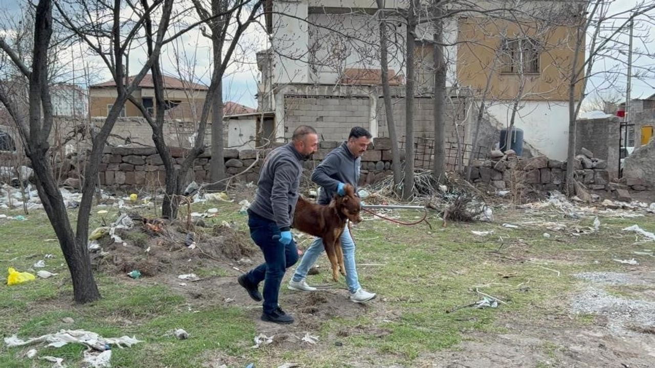 Danıştay kararı: sokak hayvanı saldırılarında büyükşehir ve valilik de sorumlu