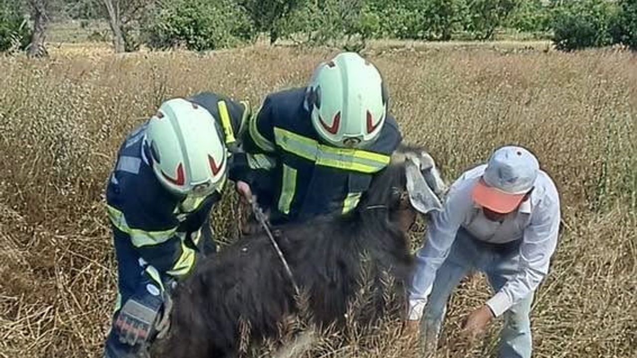 Denizli'de kuyuya düşen koyunlar itfaiye tarafından kurtarıldı