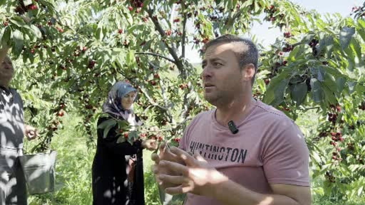 Dereköy'de 'kırmızı altın' kiraz hasadı başladı