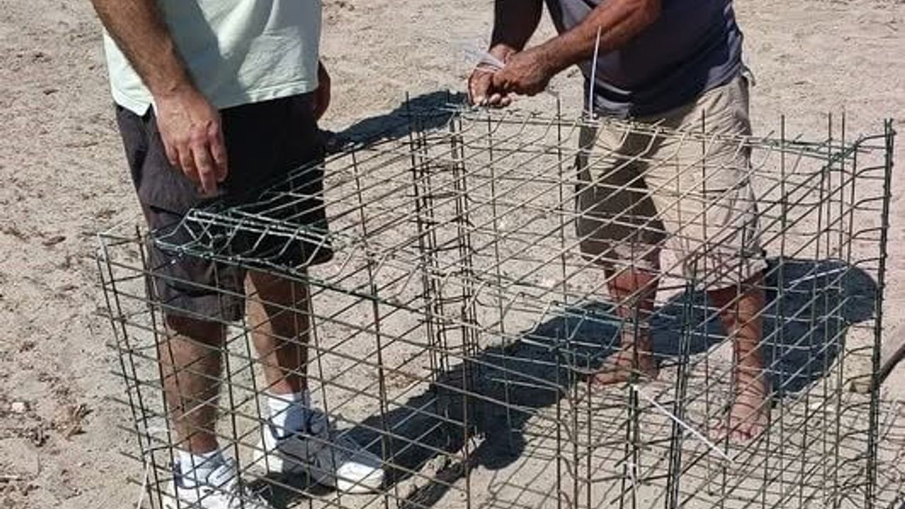 Didim'de caretta carettaların bu sezon ikinci yuvası koruma altına alındı