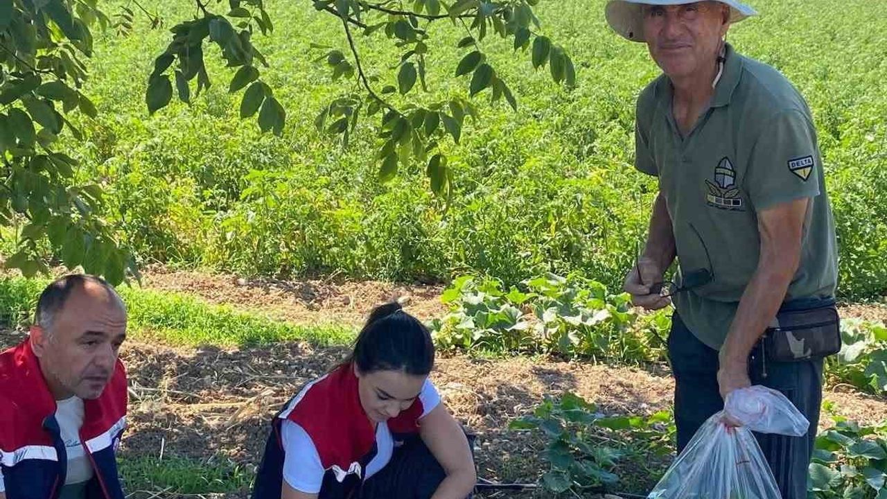 Didim'de hasat öncesi salatalıklardan pestisit numuneleri alındı