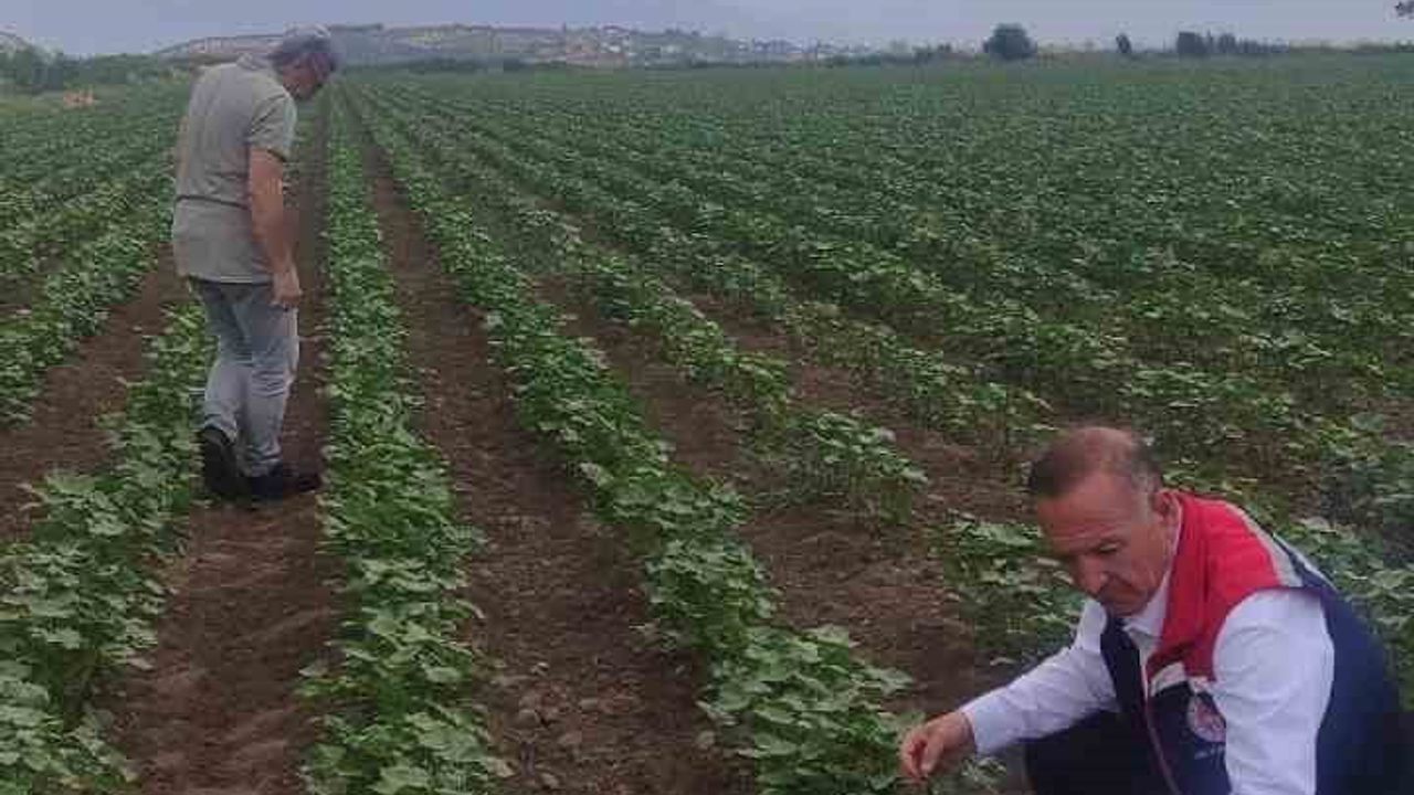 Didim’de pamuk gelişimi iyi seyrediyor