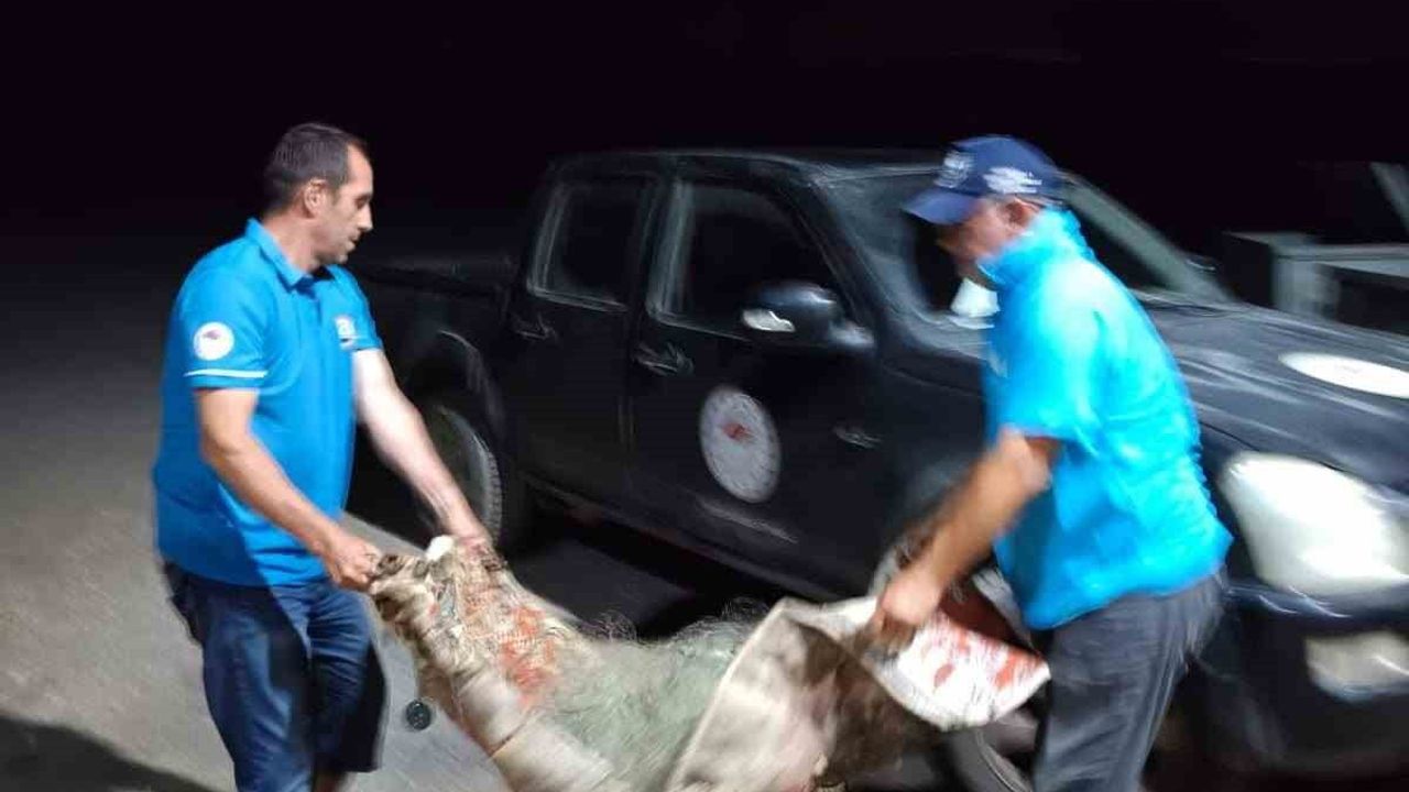 Didim'de sahipsiz balık ağlarına el konuldu