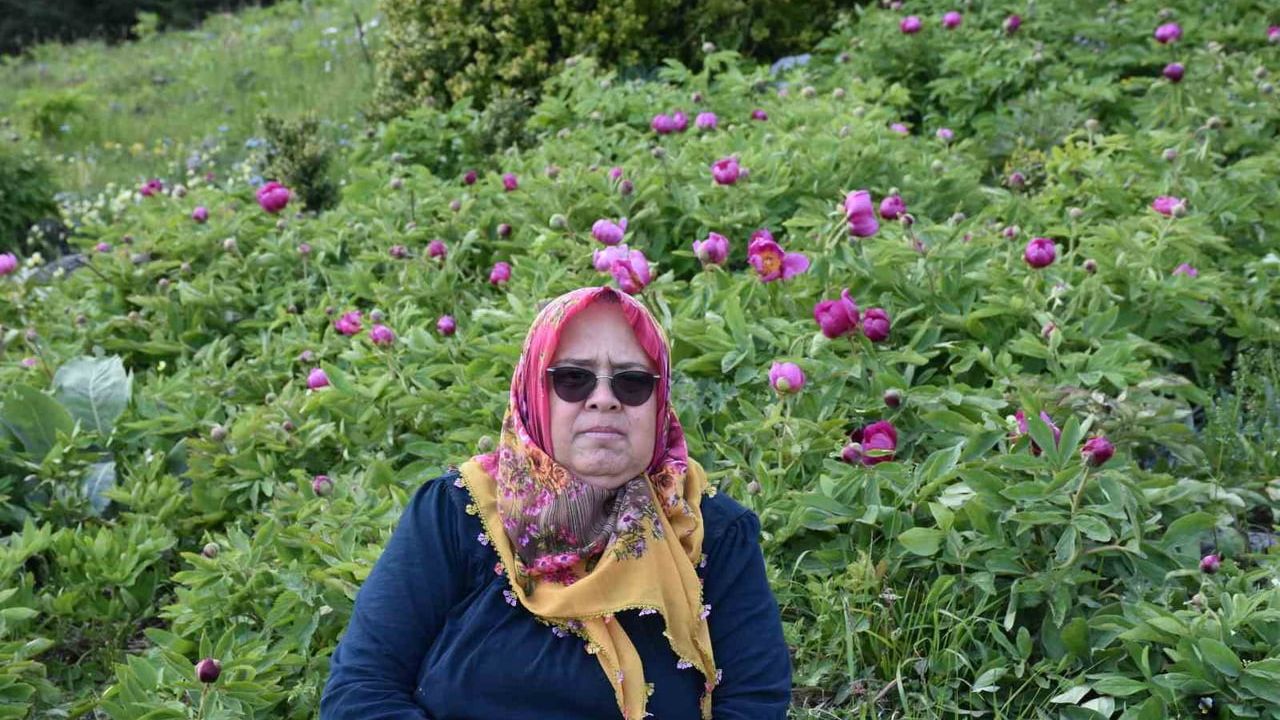 Dikmen Yaylası'nda haziranda açan şakayıklar: Koparanlara 699 bin 245 lira, kurumlara 3 milyon 496 bin 767 lira ceza