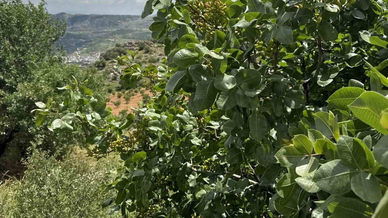 Diyarbakır Çermik'te fıstık üretimi artıyor — Rekolte hedefi bin ton