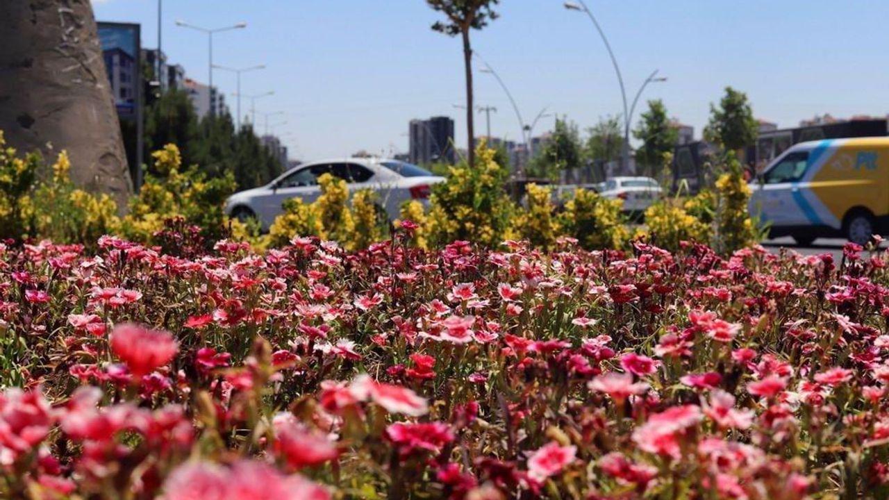 Diyarbakır’da 500 bin Çin karanfili üretildi, 230 bini kentte toprakla buluştu