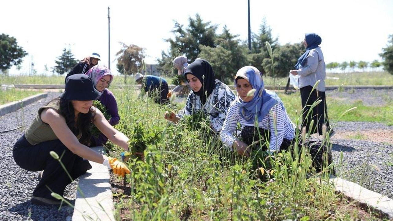 Diyarbakır'da kadınların yetiştirdiği tıbbi ve aromatik bitkiler ilk hasat edildi