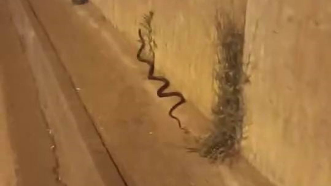 Diyarbakır'da yaklaşık 2 metre uzunluğunda yılan yolda görüldü