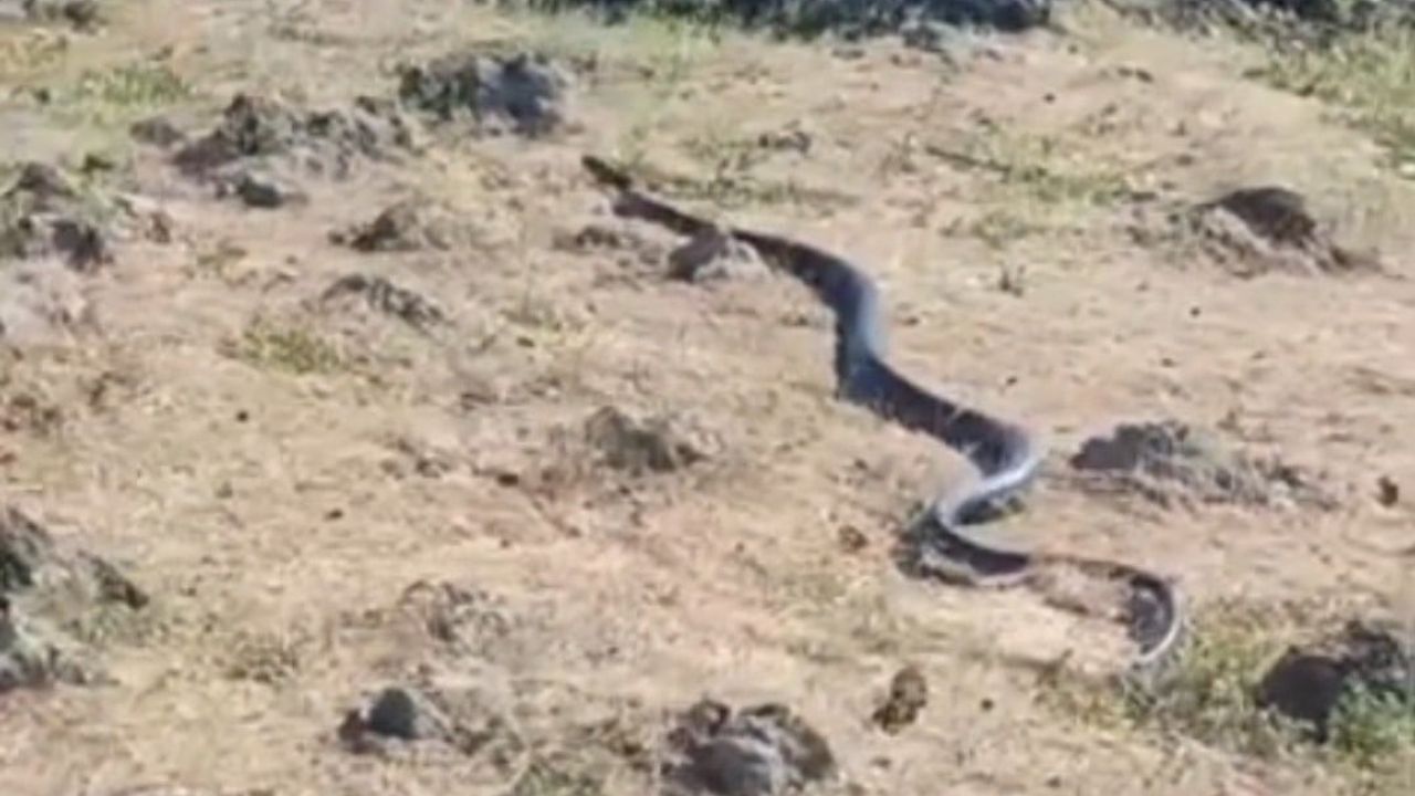 Diyarbakır’da yaklaşık 3 metre uzunluğunda yılan görüntülendi