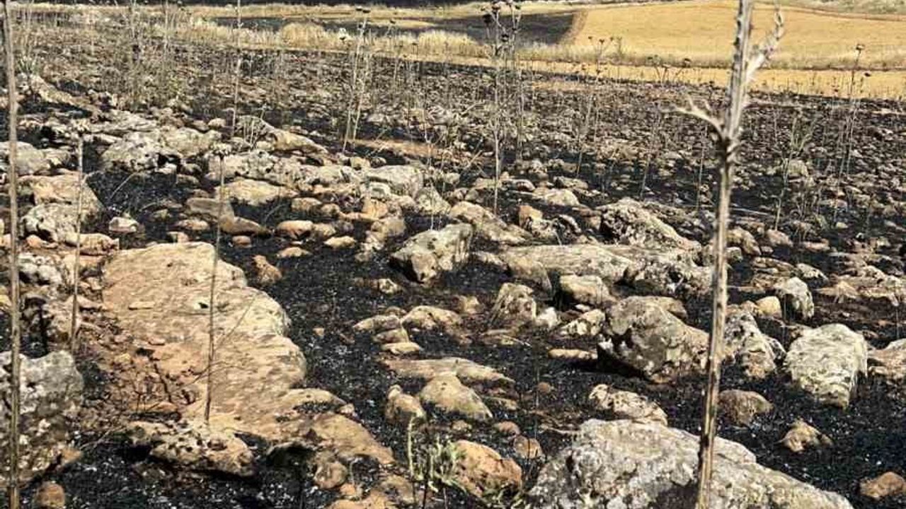 Diyarbakır'da yüzlerce dönüm ekili alan kül oldu