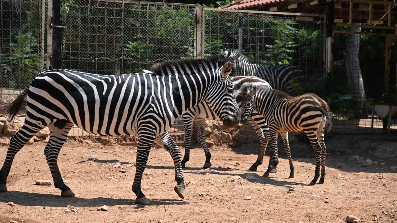 Doğal yaşam parkı yeni yavrularla şenlendi