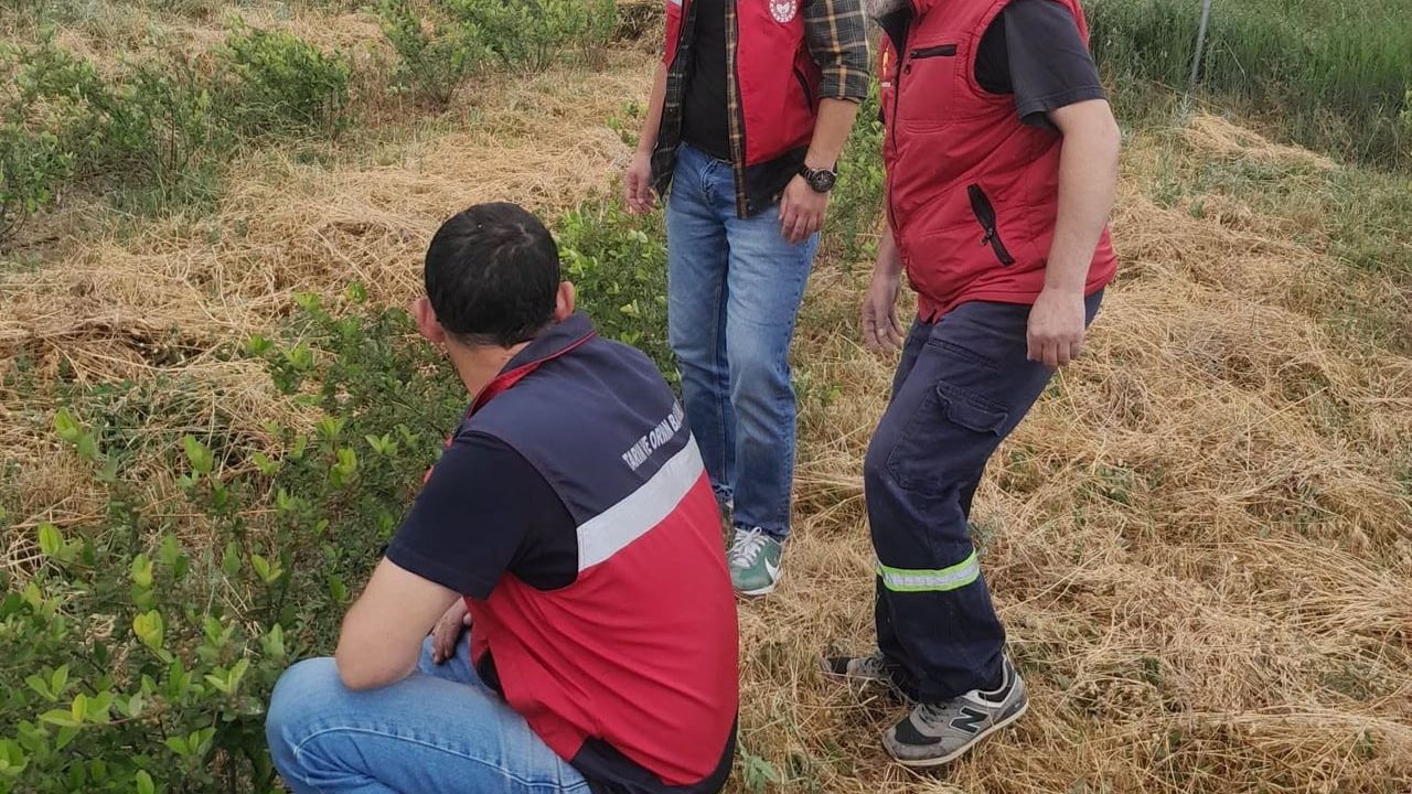 Domaniç'te aronya üretimine yönelik teknik çalışmalar sürüyor